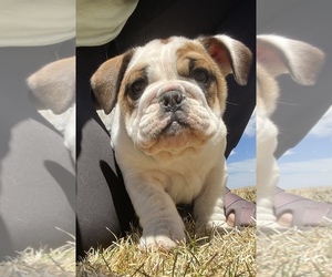 Bulldog Puppy for sale in COLORADO SPRINGS, CO, USA