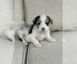 Small Photo #13 Aussiedoodle Puppy For Sale in VAIL, AZ, USA