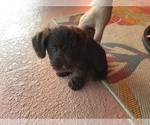 Small Photo #17 Schnauzer (Miniature) Puppy For Sale in CAPE CORAL, FL, USA