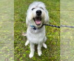 Small Photo #3 Poodle (Standard)-Siberian Husky Mix Puppy For Sale in Cookeville, TN, USA