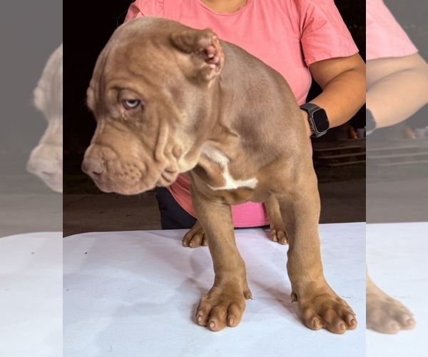 Medium Photo #5 American Bully Puppy For Sale in LOCUST, NC, USA