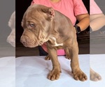 Small Photo #5 American Bully Puppy For Sale in LOCUST, NC, USA