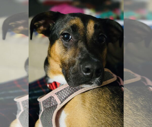 Medium Photo #14 Shepweiller Puppy For Sale in Princeton, MN, USA