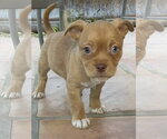 Small #4 Mutt
