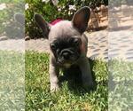 Small Photo #22 French Bulldog Puppy For Sale in WHITTIER, CA, USA