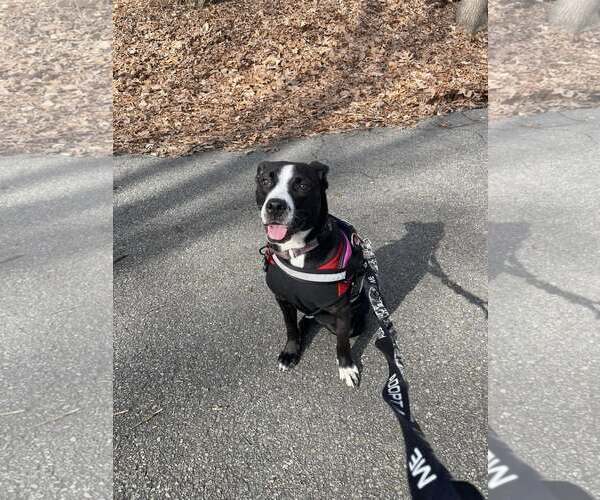 Medium Photo #5 Mutt Puppy For Sale in Oakhurst, NJ, USA