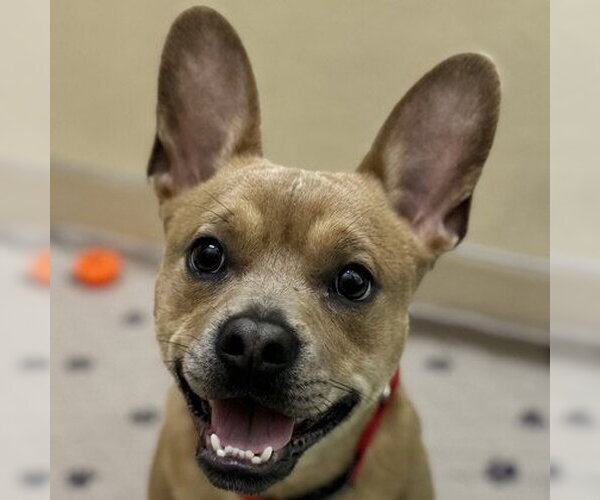 Medium Photo #1 Mutt Puppy For Sale in Pleasanton, CA, USA