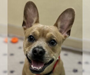 Mutt Dogs for adoption in Pleasanton, CA, USA