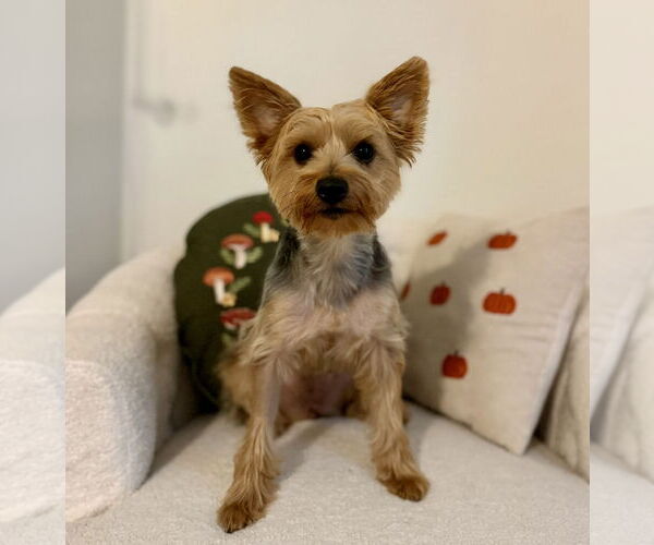 Medium Photo #4 Mutt Puppy For Sale in Allentown,, PA, USA