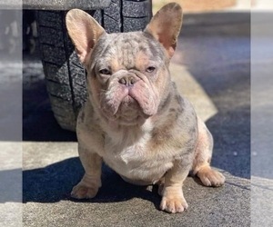 Father of the French Bulldog puppies born on 09/02/2022