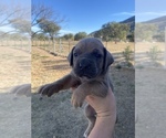 Small Photo #22 Cane Corso Puppy For Sale in HEREFORD, AZ, USA