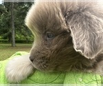 Small Photo #2 Newfoundland Puppy For Sale in JACKSON, NJ, USA