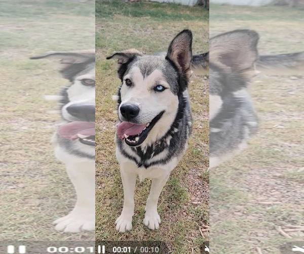 Medium Photo #10 Siberian Husky-Unknown Mix Puppy For Sale in Cedar Crest, NM, USA