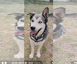 Small #9 Siberian Husky Mix