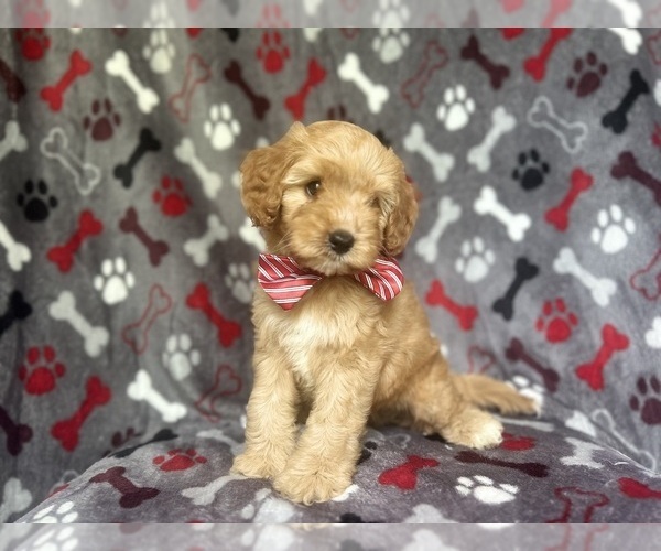 Medium Photo #2 Cavapoo Puppy For Sale in LAKELAND, FL, USA