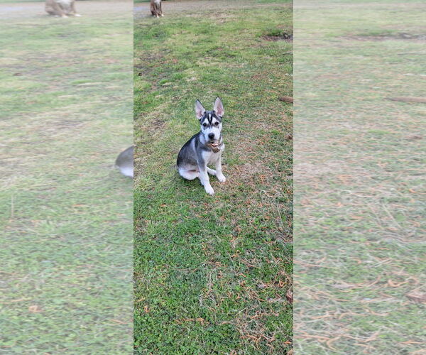 Medium Photo #11 Huskies -Unknown Mix Puppy For Sale in Holly Springs, NC, USA