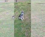 Small #10 Huskies  Mix
