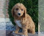 Small Photo #13 Cavapoo Puppy For Sale in CELINA, OH, USA