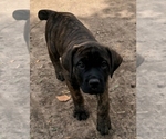 Puppy Grey Cane Corso