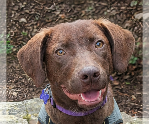 Medium Photo #1 Chocolate Labrador retriever-Unknown Mix Puppy For Sale in Cookeville, TN, USA