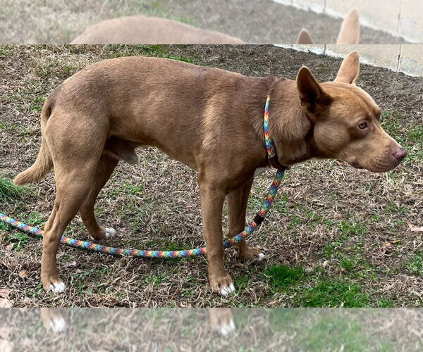 Medium Photo #2 Mutt Puppy For Sale in Tarboro, NC, USA