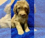 Small Photo #1 Bernedoodle-Poodle (Standard) Mix Puppy For Sale in WASHINGTON, IA, USA