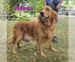 Small Photo #1 Golden Retriever Puppy For Sale in FREMONT, MI, USA