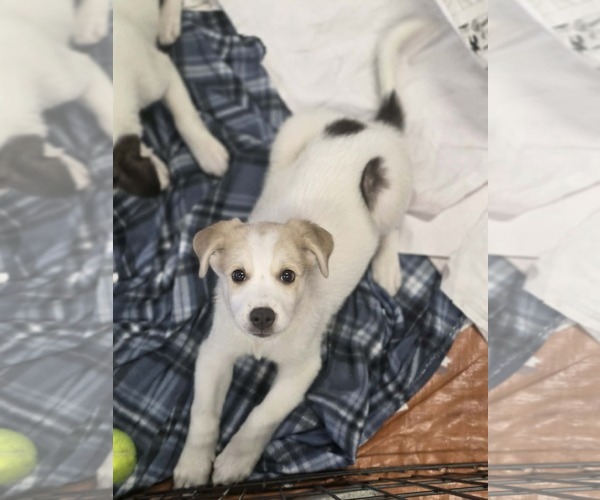 Medium Photo #2 Aussiedor Puppy For Sale in SHERBURNE, NY, USA