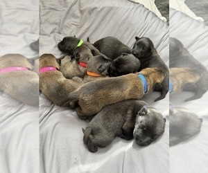 Belgian Malinois Puppy for Sale in MANCHESTER, Connecticut USA