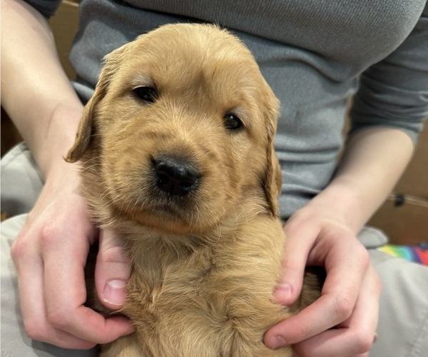 Medium Photo #3 Golden Retriever Puppy For Sale in COEUR D ALENE, ID, USA