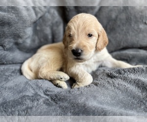 Goldendoodle Puppy for Sale in LAKESIDE, California USA