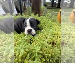 Puppy 4 Boston Terrier