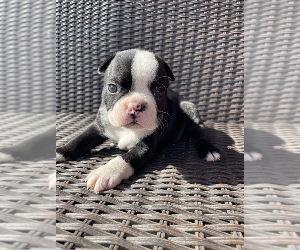 Medium Photo #1 Boston Terrier Puppy For Sale in CHARLOTTESVILLE, VA, USA