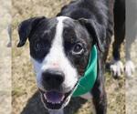 Small American Staffordshire Terrier Mix