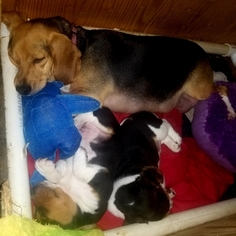 Mother of the Beagle puppies born on 12/25/2018