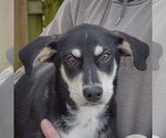 Small #5 Siberian Husky Mix