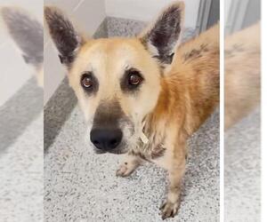 German Shepherd Dog Dogs for adoption in Houston, TX, USA