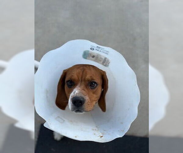 Medium Photo #6 Beagle Puppy For Sale in San Diego, CA, USA