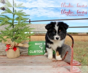 Miniature Australian Shepherd Puppy for sale in CAULFIELD, MO, USA