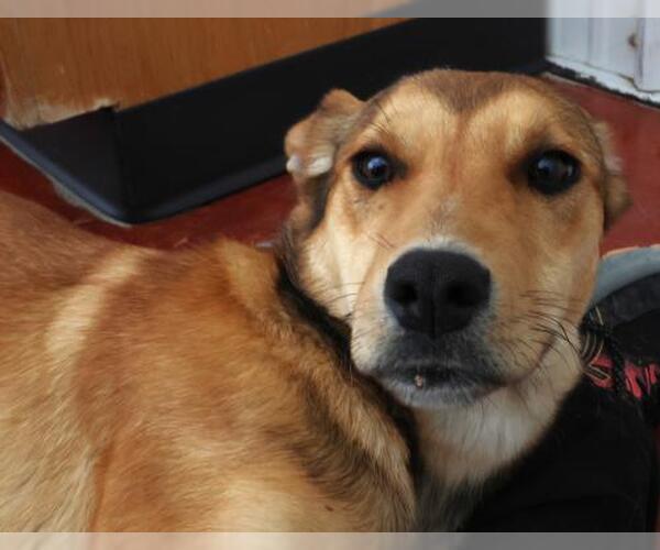 Medium Photo #1 Mutt Puppy For Sale in Thief River Falls, MN, USA