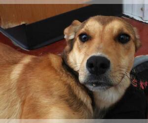 Mutt Dogs for adoption in Thief River Falls, MN, USA