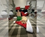 Small Photo #7 Golden Retriever Puppy For Sale in LAKELAND, FL, USA