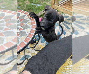 Kanga - Female Mutt Dog for Adoption - Photo #2
