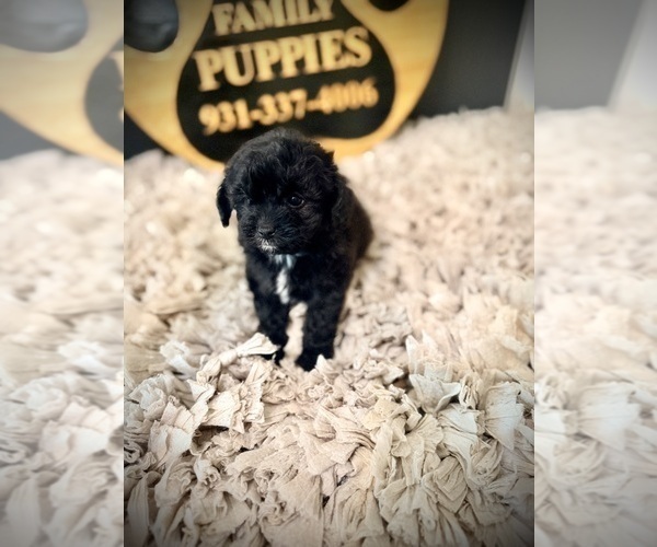 Medium Photo #4 Cavapoo (Miniature) Puppy For Sale in CROSSVILLE, TN, USA