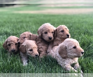 Labradoodle Puppy for sale in BONNERS FERRY, ID, USA