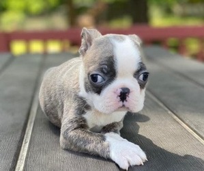 Boston Terrier Puppy for sale in HICKORY, NC, USA