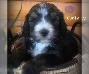 Bernedoodle Puppy for sale in CANON CITY, CO, USA