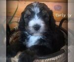 Small Photo #1 Bernedoodle Puppy For Sale in CANON CITY, CO, USA