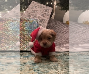 Yorkshire Terrier Puppy for sale in VIRGINIA BEACH, VA, USA