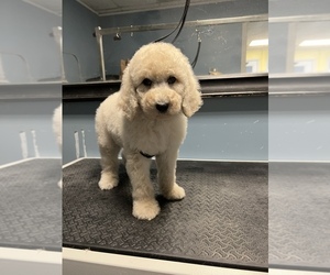 Poodle (Standard) Puppy for sale in SANDWICH, MA, USA